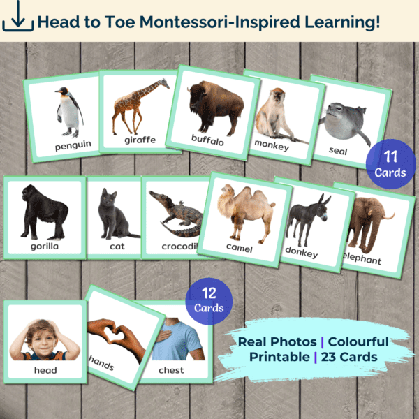 Animals and Body Parts Picture Cards