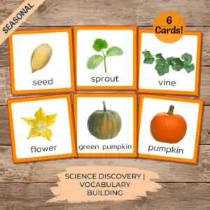 Pumpkin Life Cycle Cards
