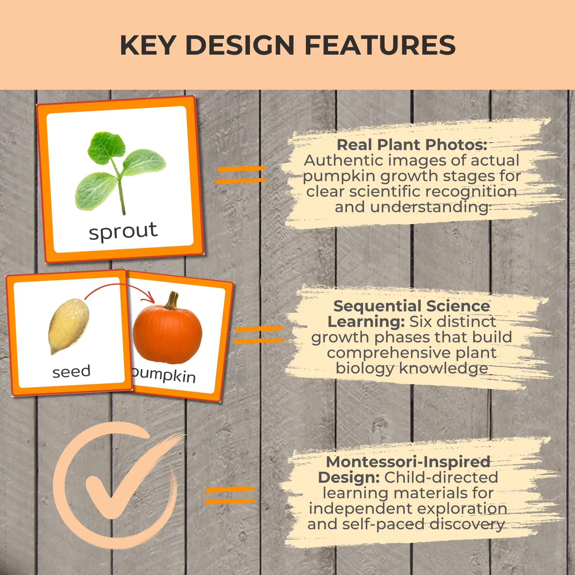 Pumpkin Life Cycle Cards - Image 3
