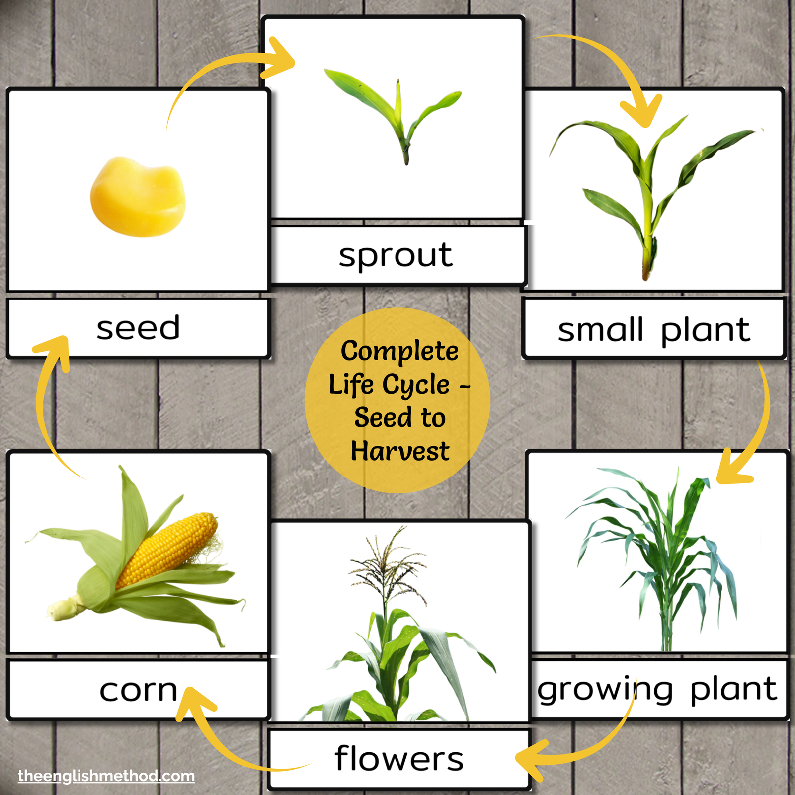 Autumn Harvest Life Cycle 3-Part Cards Bundle - Image 3
