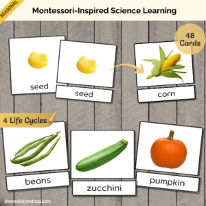 Autumn Harvest Life Cycle 3-Part Cards Bundle