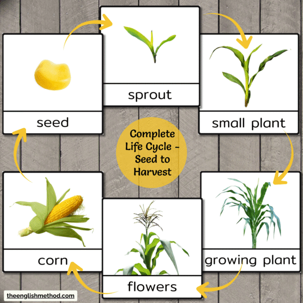 Harvest Vegetables 3-Part Life Cycle Cards Bundle - Image 3