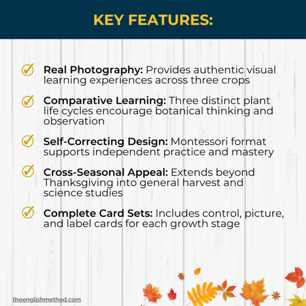 Harvest Vegetables 3-Part Life Cycle Cards Bundle - Image 4