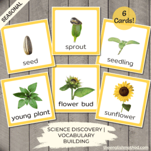 Sunflower Life Cycle Cards