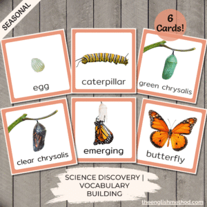 Butterfly Life Cycle Cards