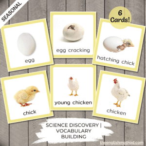 Chicken Life Cycle Cards