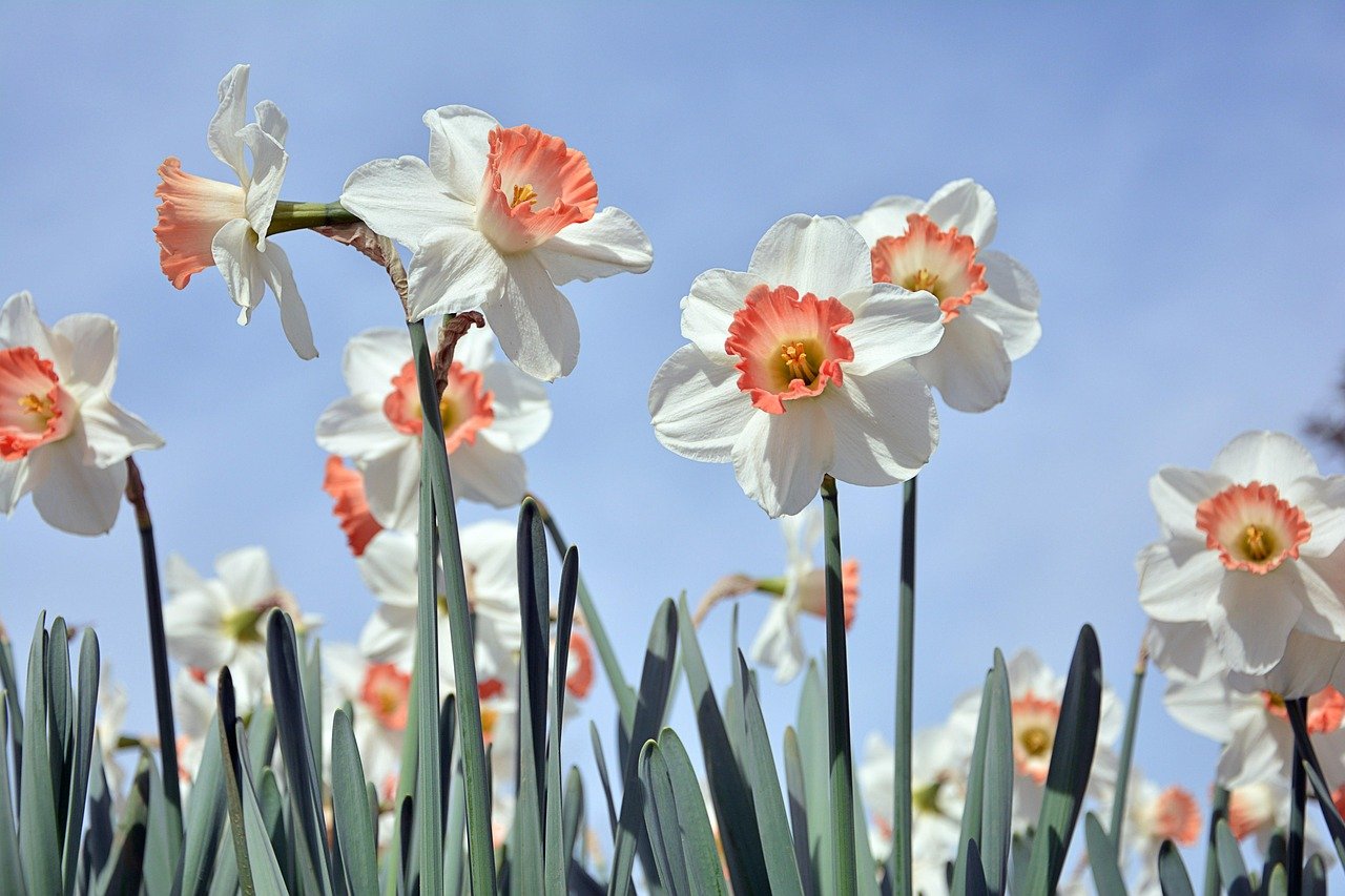 flowers, daffodil, beautiful flowers, bloom, flower background, blossom, botany, plant, growth, spring, seasonal, flower wallpaper, petals, nature, field, outdoors