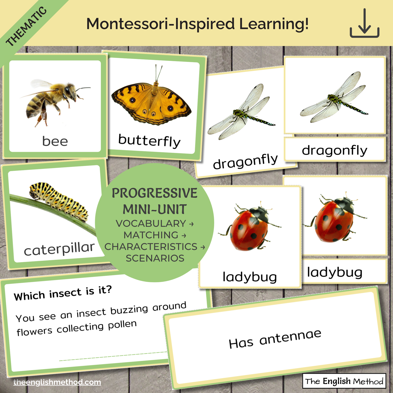 Insects Study