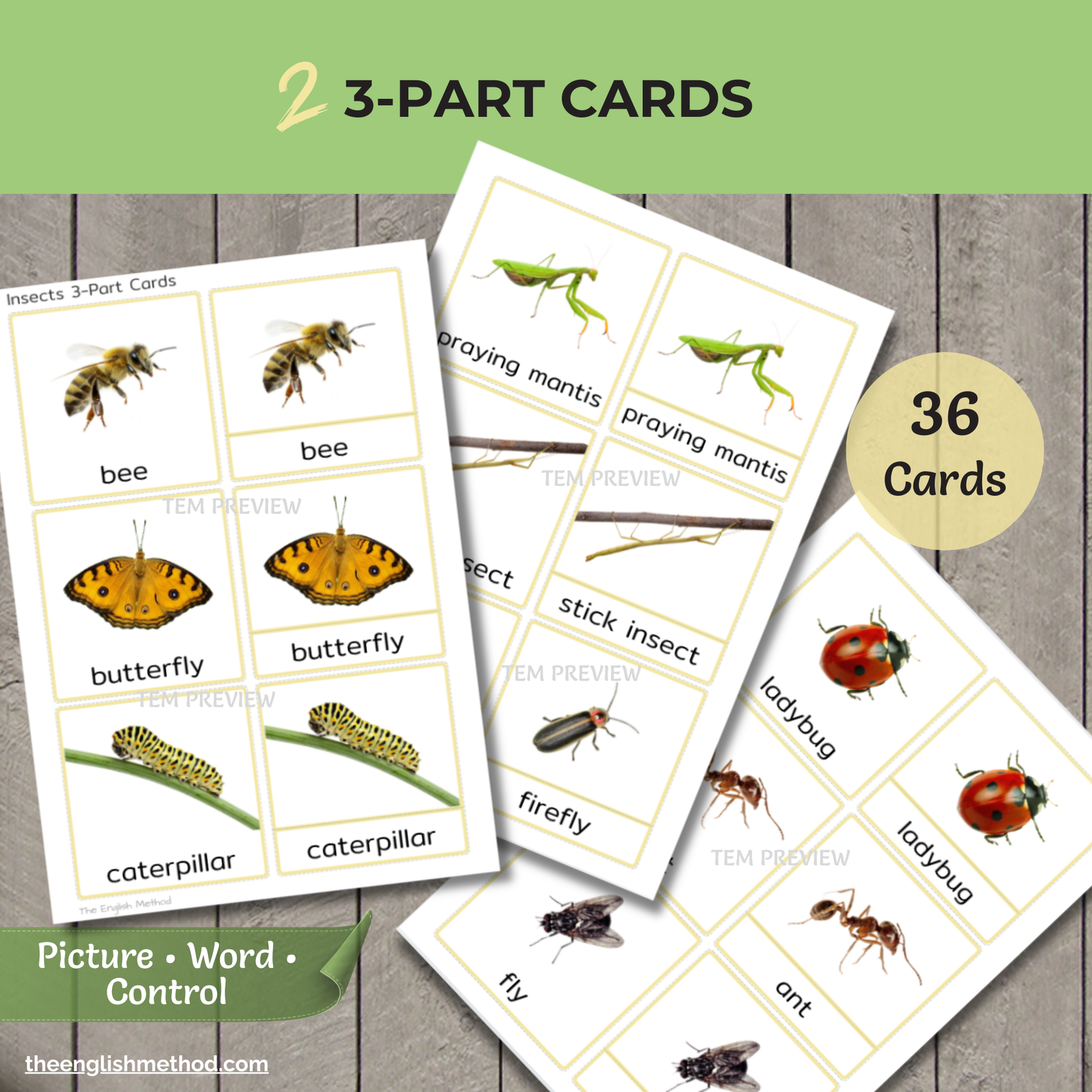 Insects Study - Image 4