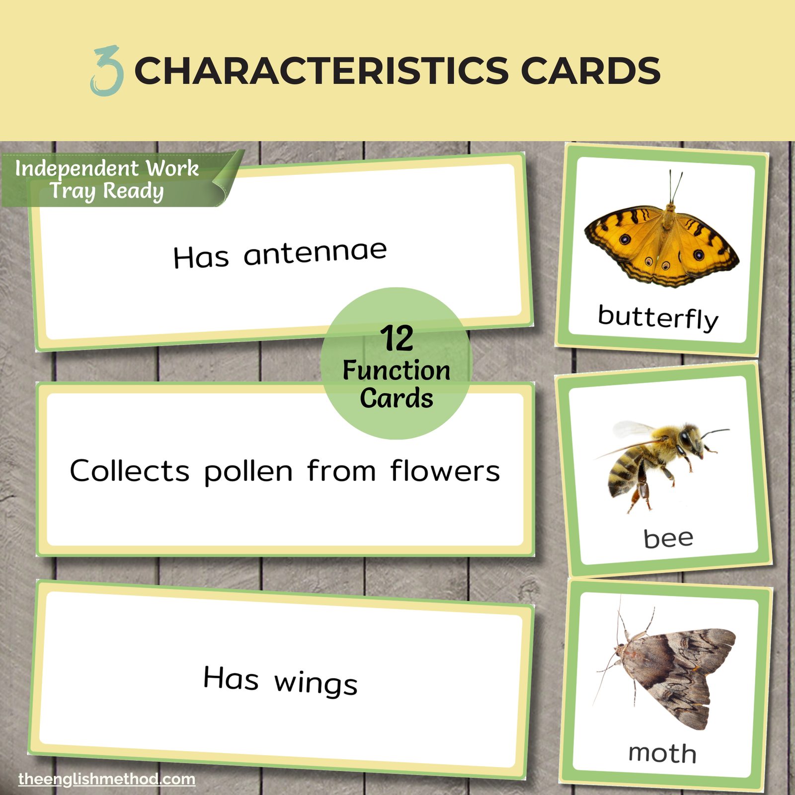 Insects Study - Image 5