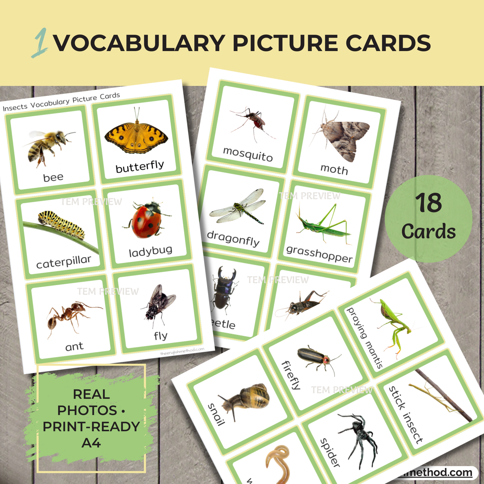 Insects Study - Image 3