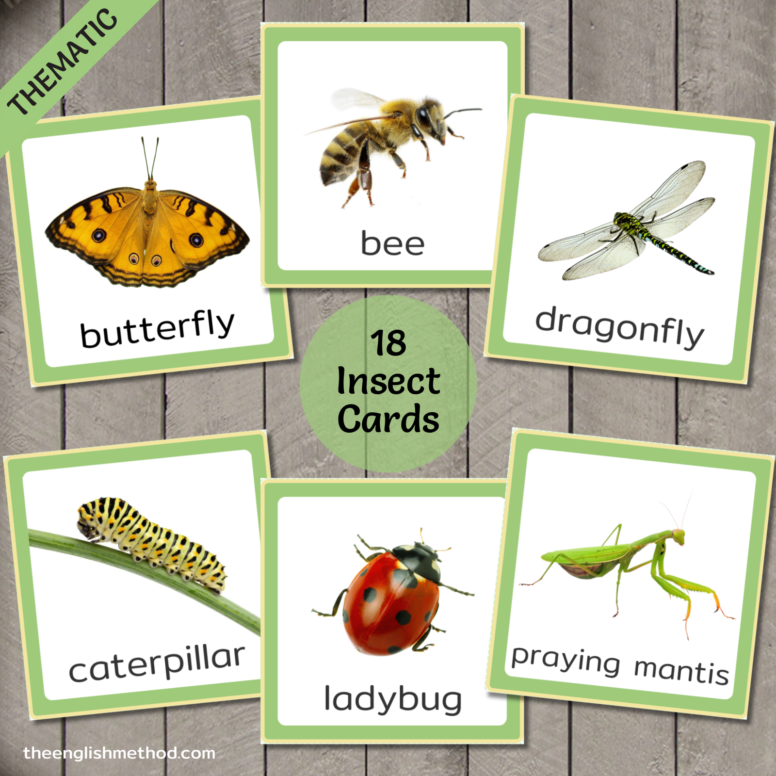 Insects Vocabualry Picture Cards