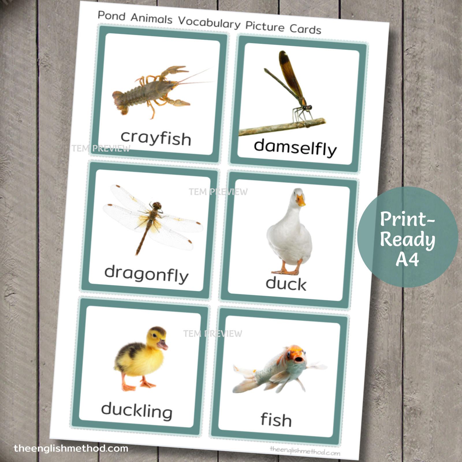 Pond Animals Vocabulary Picture Cards - Image 3