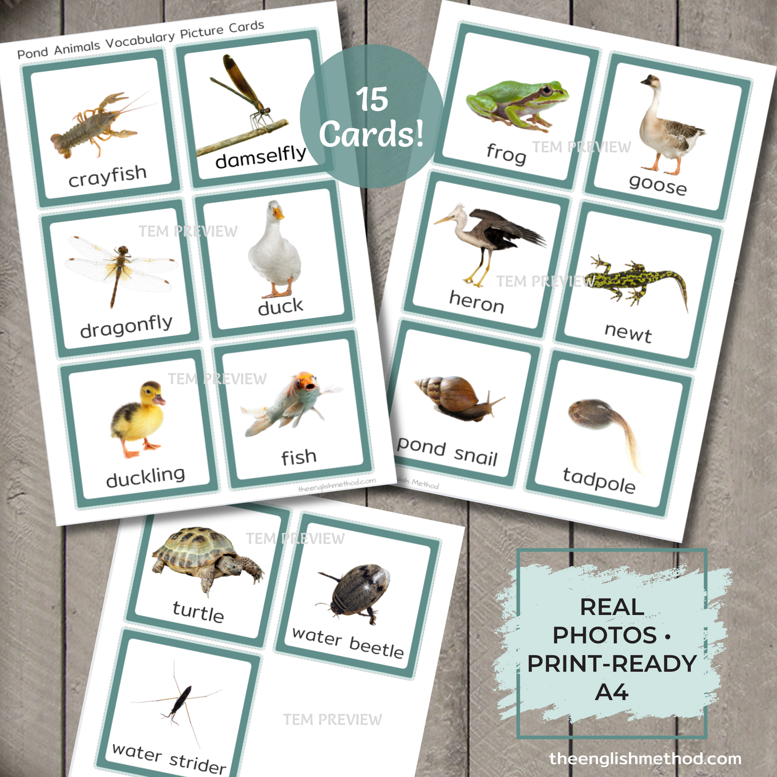 Pond Animals Vocabulary Picture Cards - Image 5