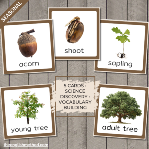 Oak Tree Life Cycle Cards