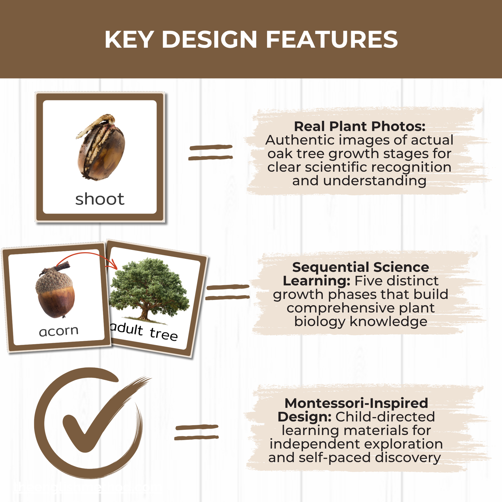 Oak Tree Life Cycle Cards - Image 3