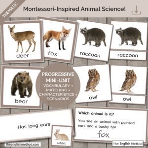 Woodland Animals Study