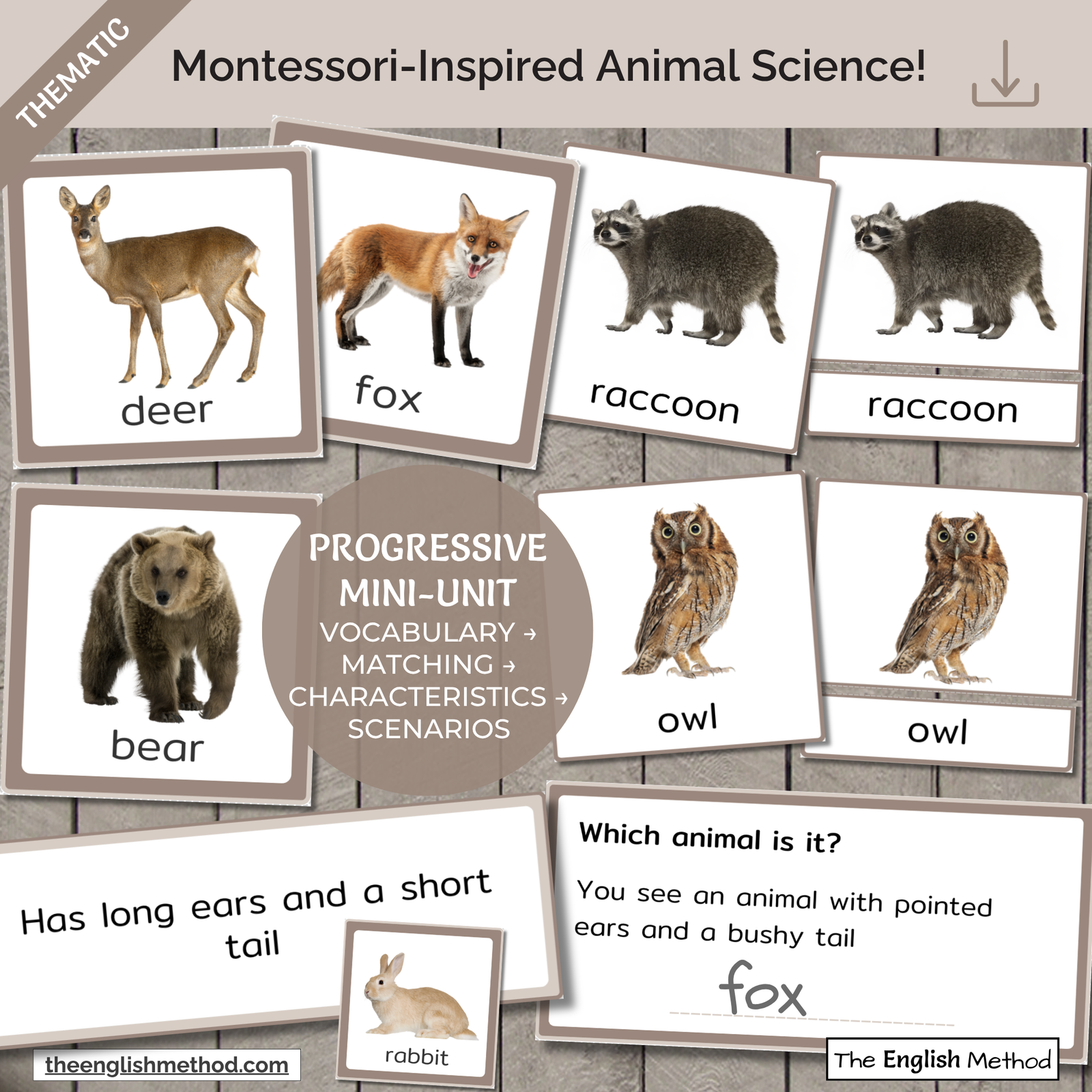 Woodland Animals Study