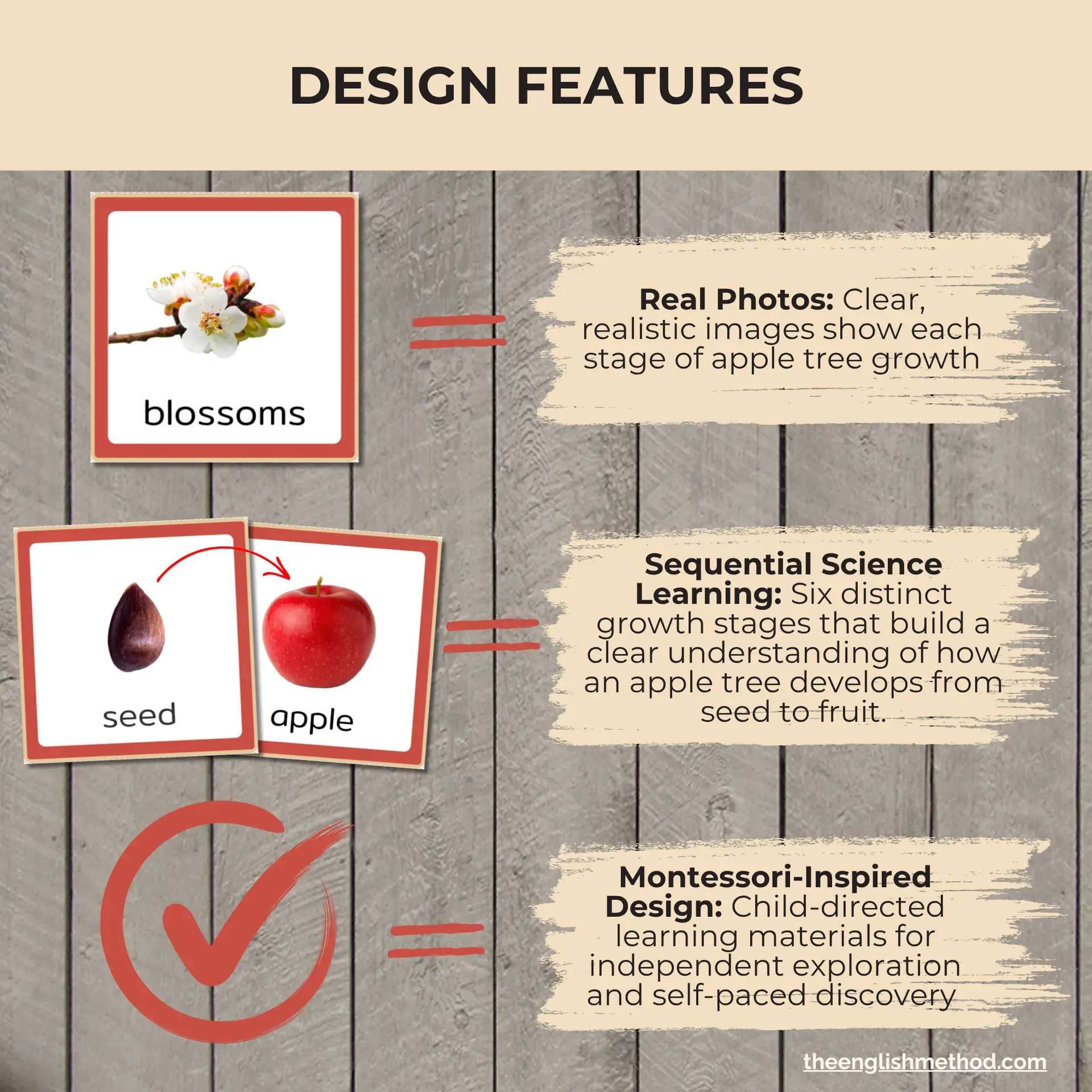 Apple Tree Life Cycle Cards - Image 3