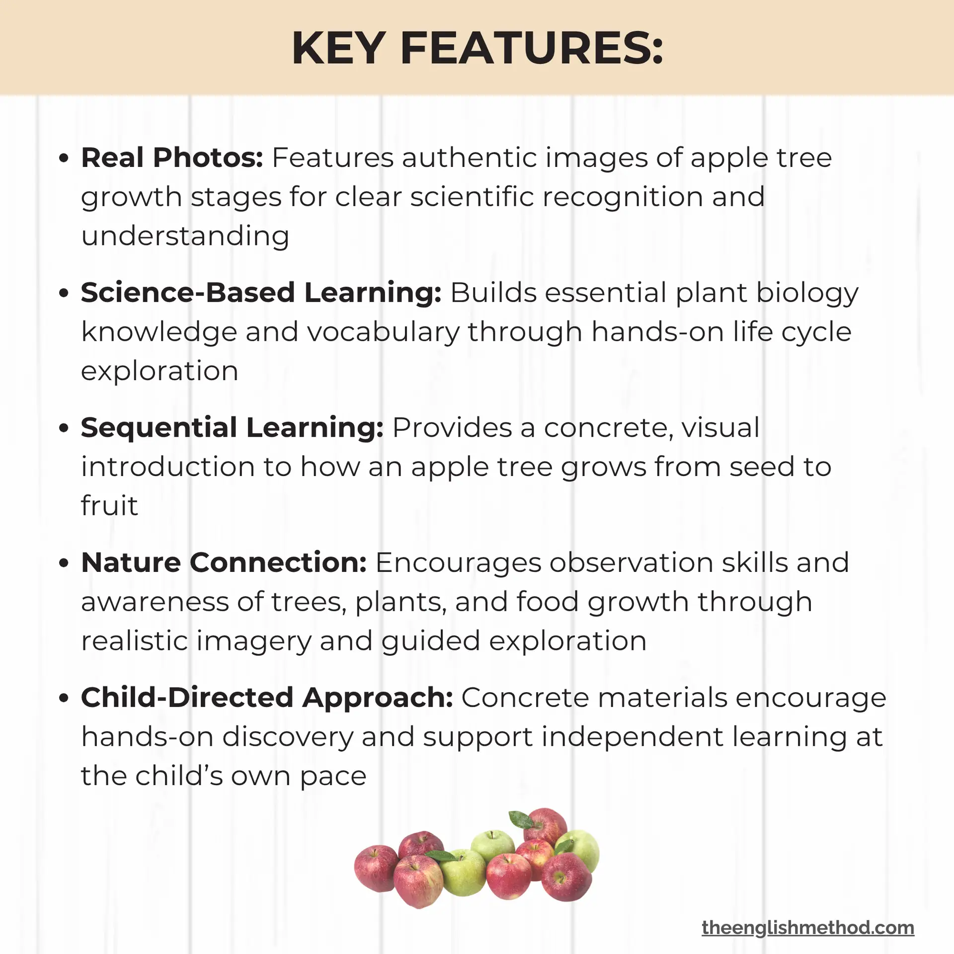 Apple Tree Life Cycle Cards - Image 4