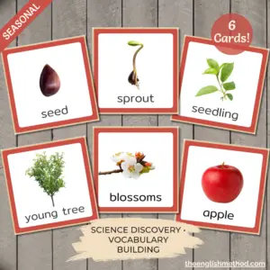 Apple Tree Life Cycle Cards