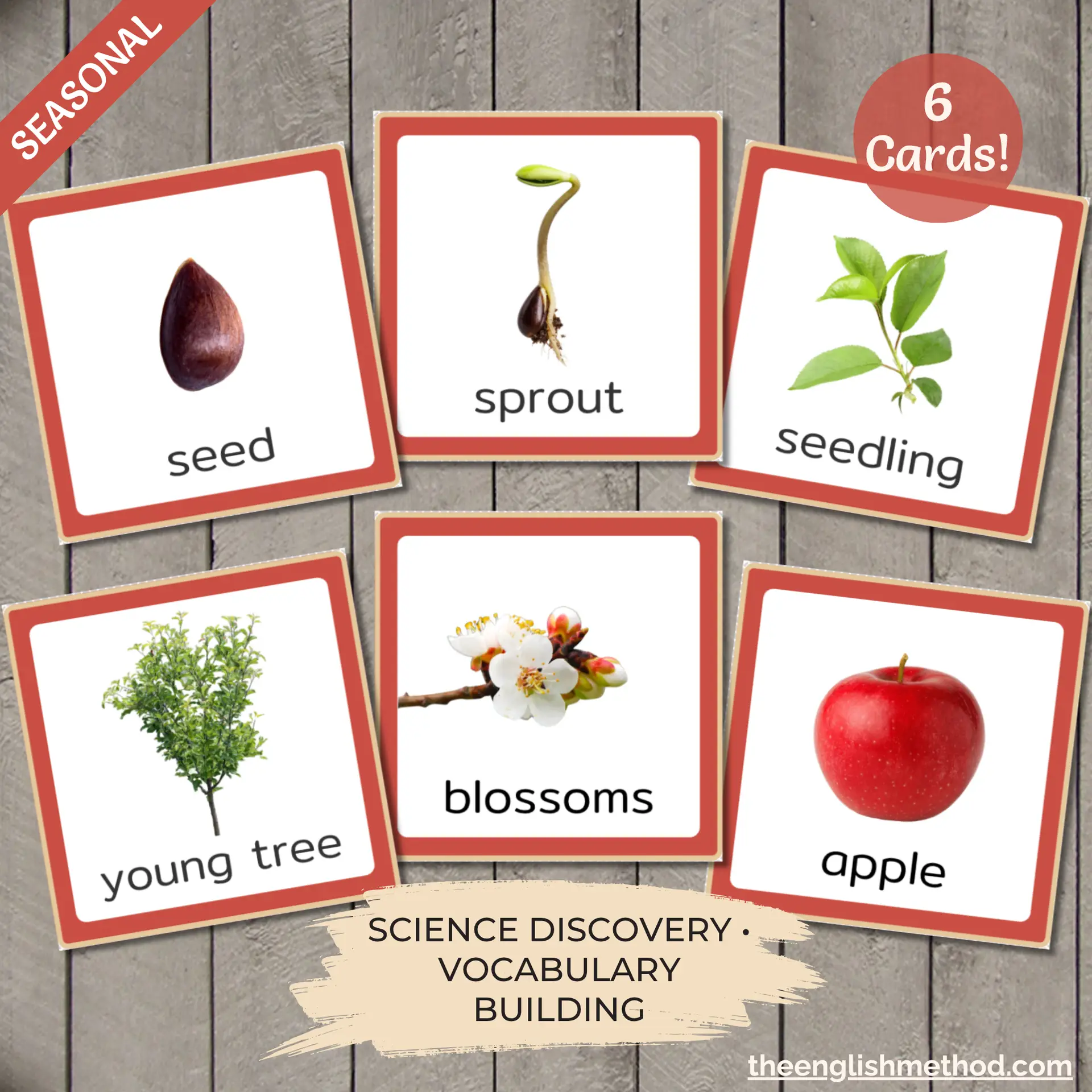 Apple Tree Life Cycle Cards