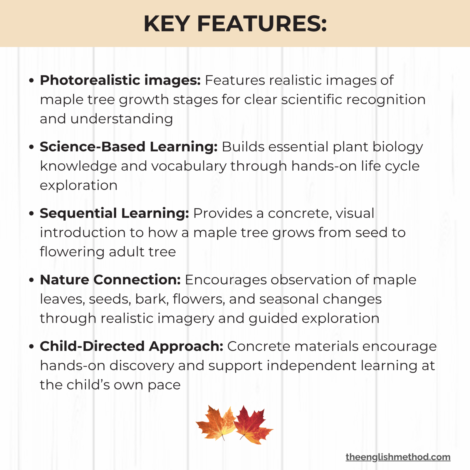 Maple Tree Life Cycle Cards - Image 4