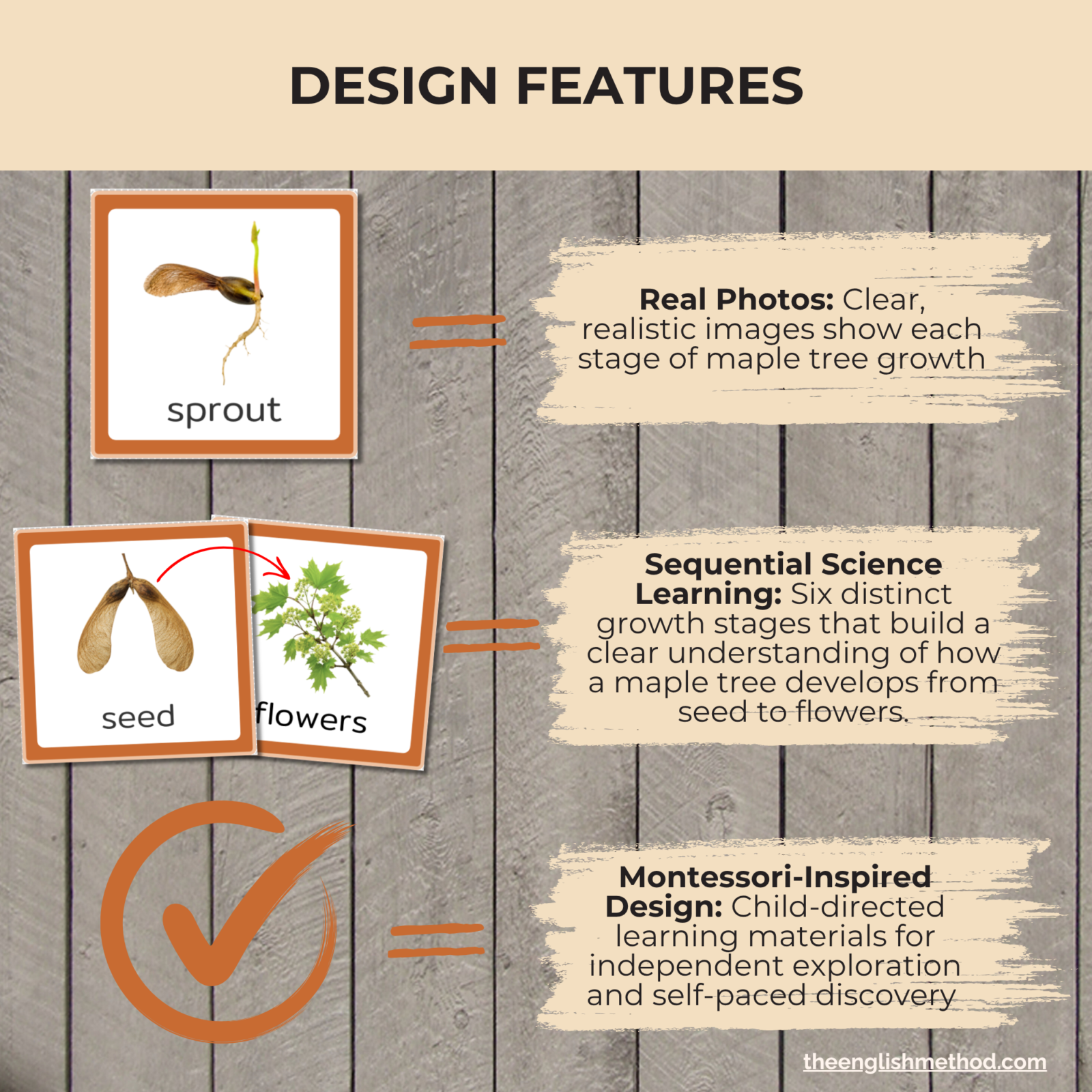 Maple Tree Life Cycle Cards - Image 3
