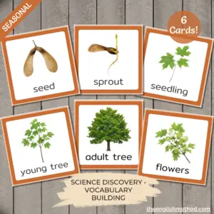 Maple Tree Life Cycle Cards