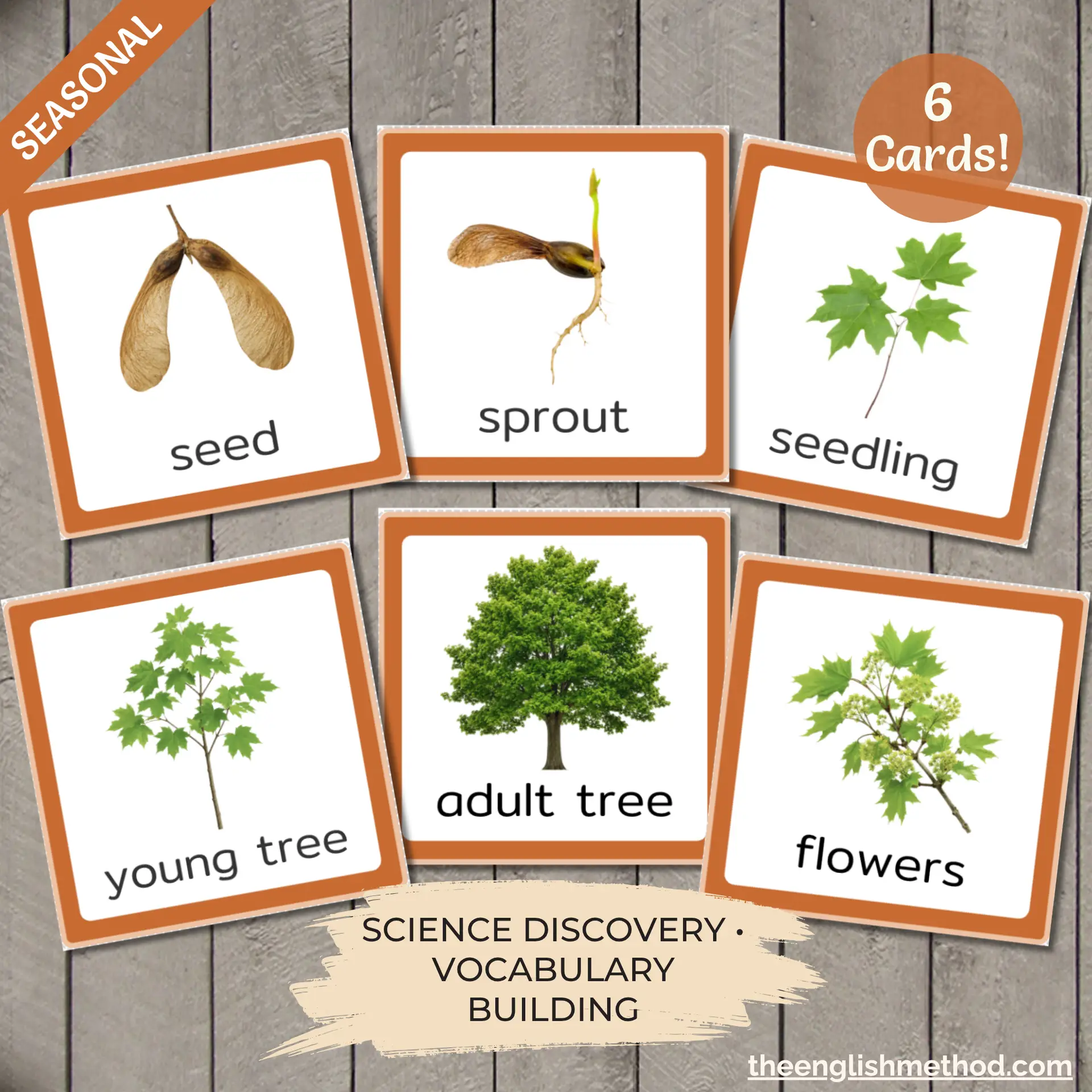 Maple Tree Life Cycle Cards