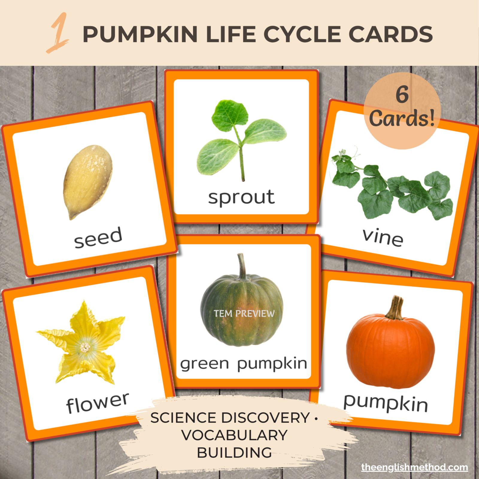 Pumpkin Life Cycle Mini-Study - Image 3