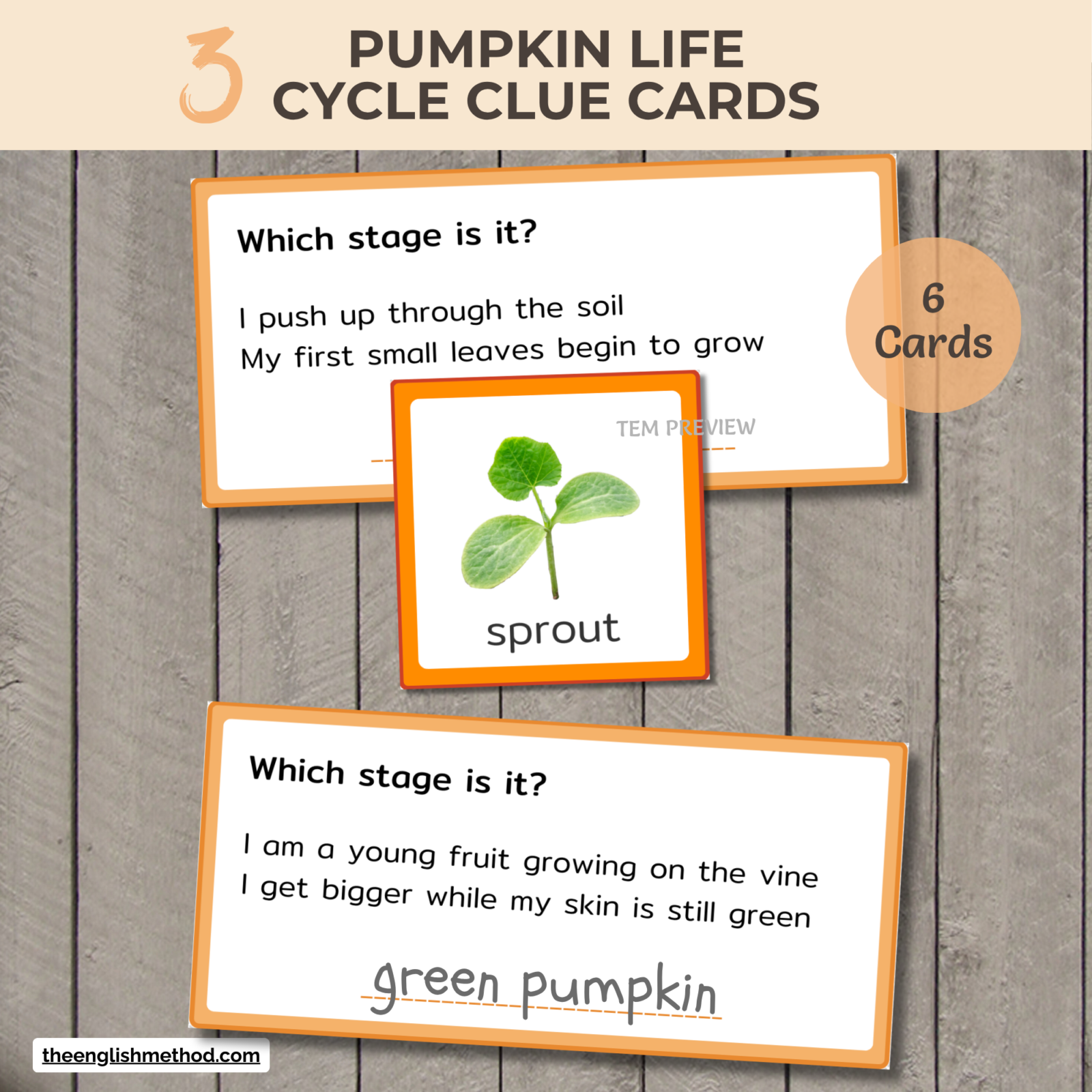 Pumpkin Life Cycle Mini-Study - Image 5