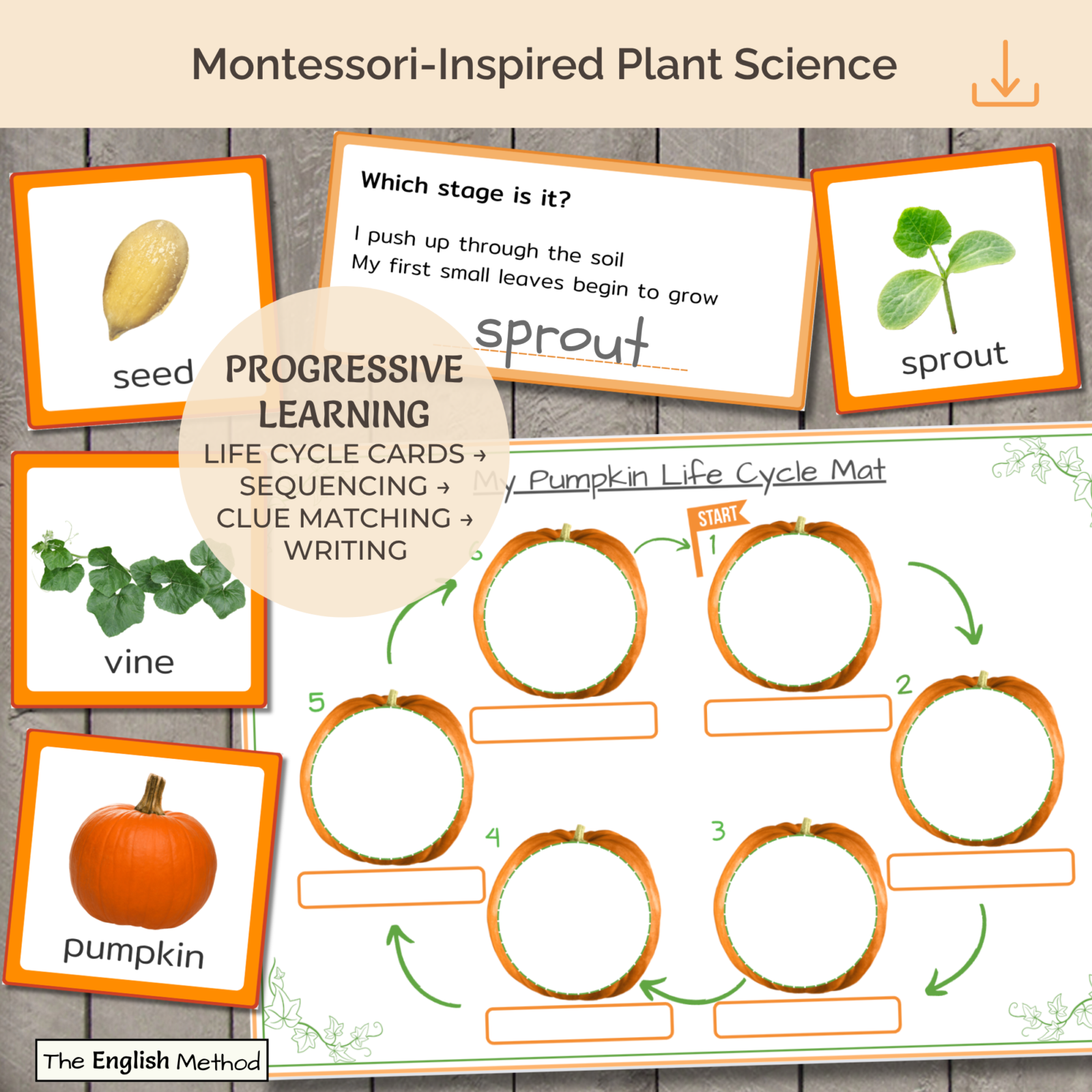 Pumpkin Life Cycle Mini-Study