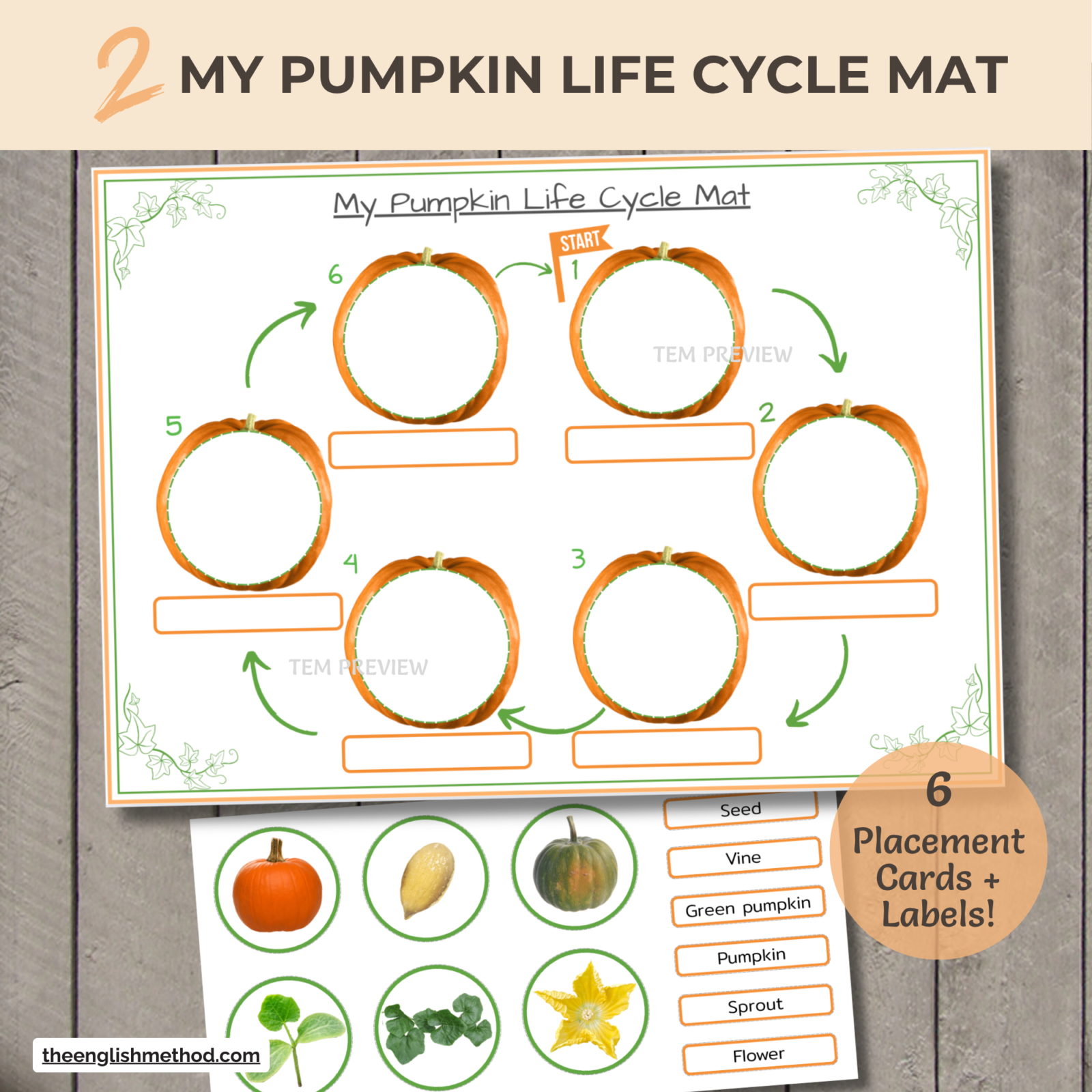 Pumpkin Life Cycle Mini-Study - Image 4